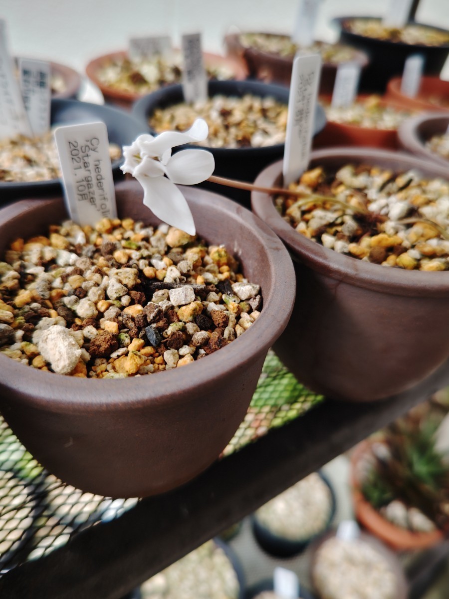 原種シクラメン 種子 15粒 ヘデリフォリウム ‘スターゲイザー’