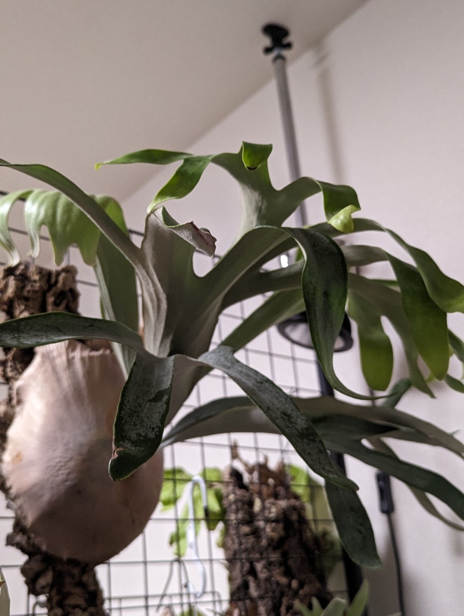 観葉植物 ビカクシダ P.woot #9 龍爪 OC 大きめ子株