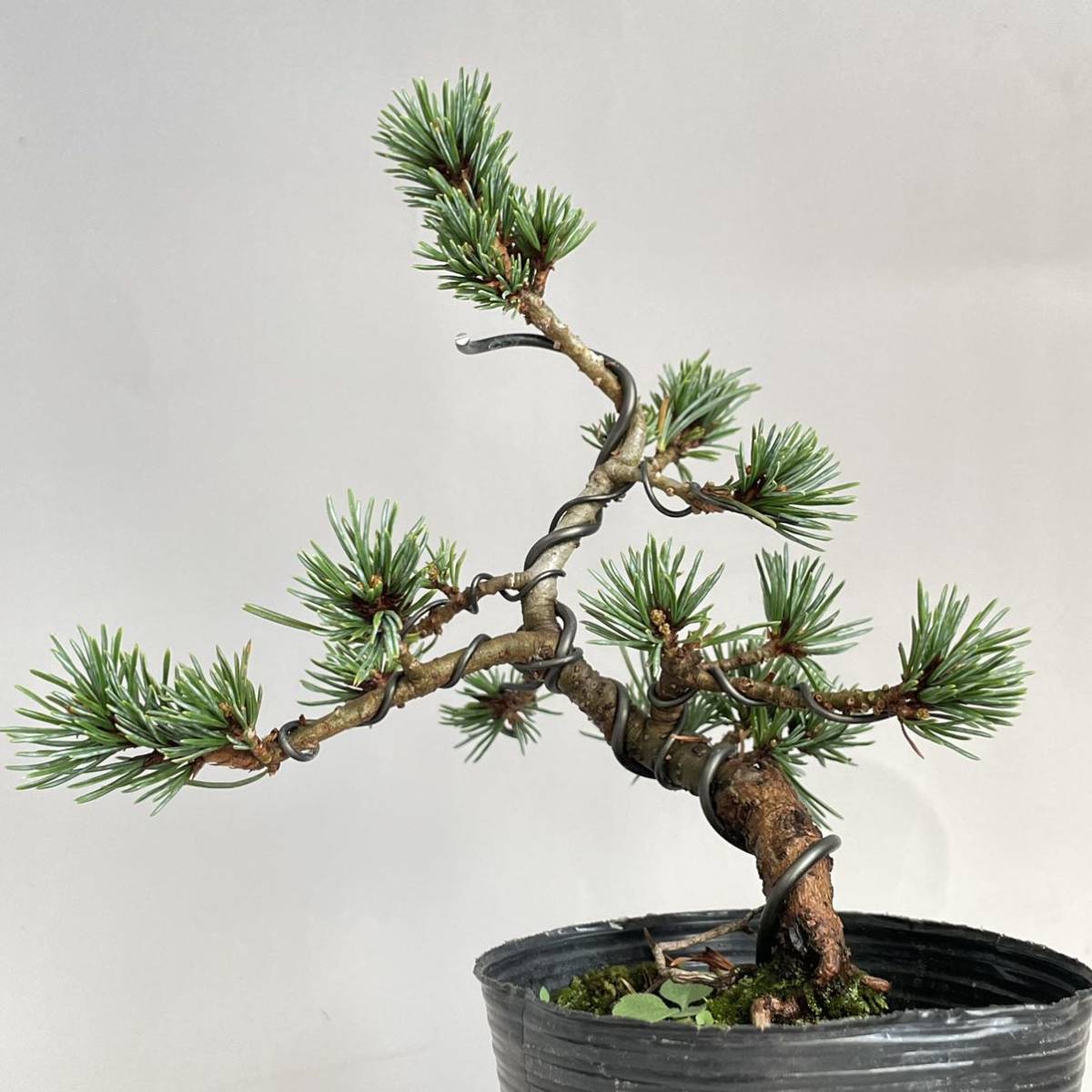 八房五葉松 那須明神 小品盆栽 素材 樹高17cm #48の入札履歴 - 入札者