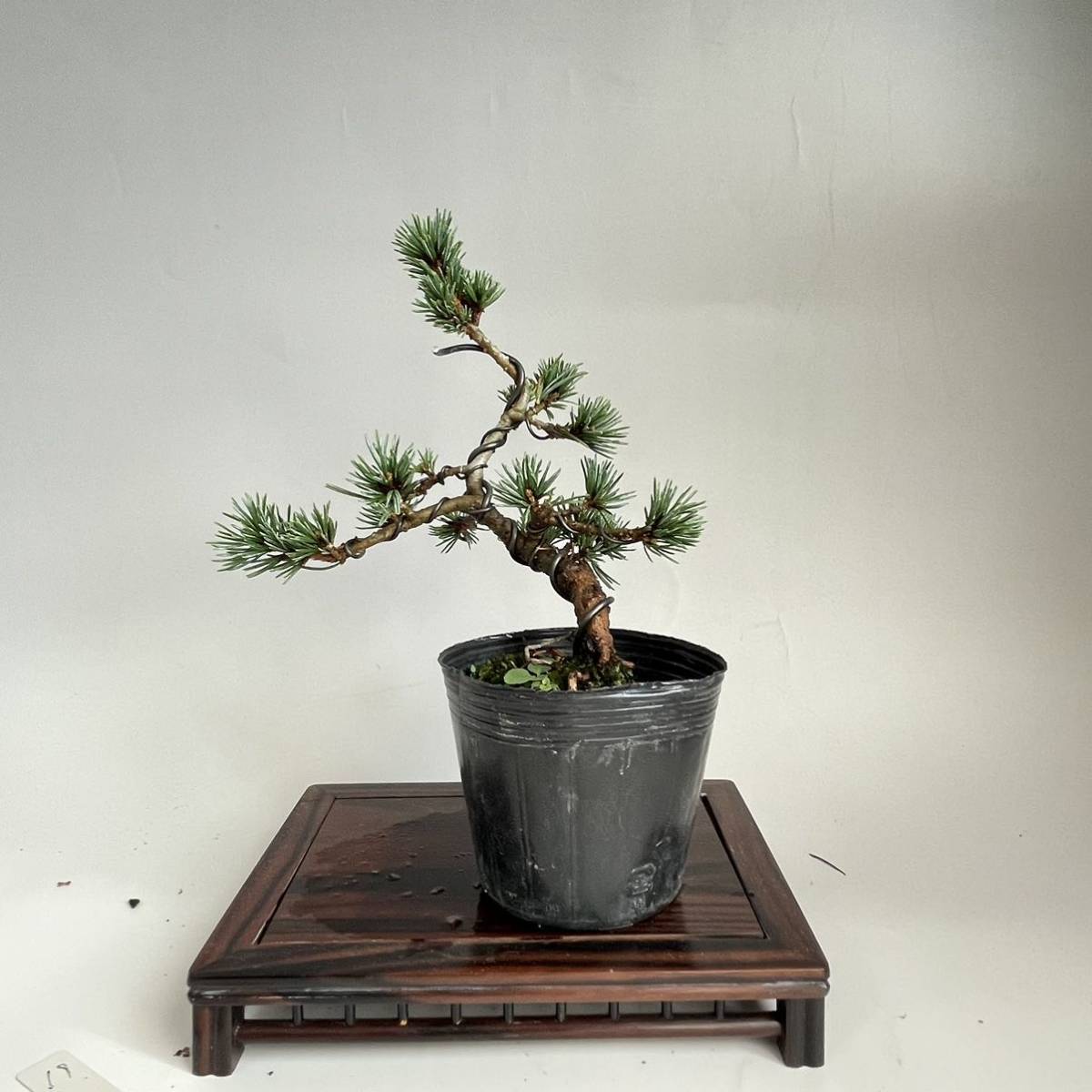 八房五葉松 那須明神 小品盆栽 素材 樹高17cm #48の入札履歴 - 入札者