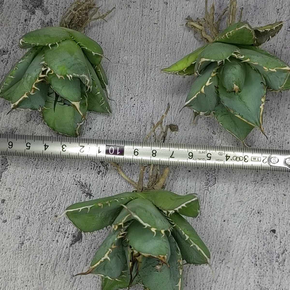 Y464 アガベ チタノタ “烈焔” Agave Titanota 烈焔極上株 3株同梱
