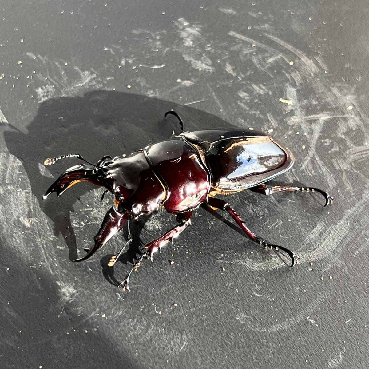 レギウスオオツヤクワガタ ととファーム] 成虫ペア 新成虫☆レギウス 