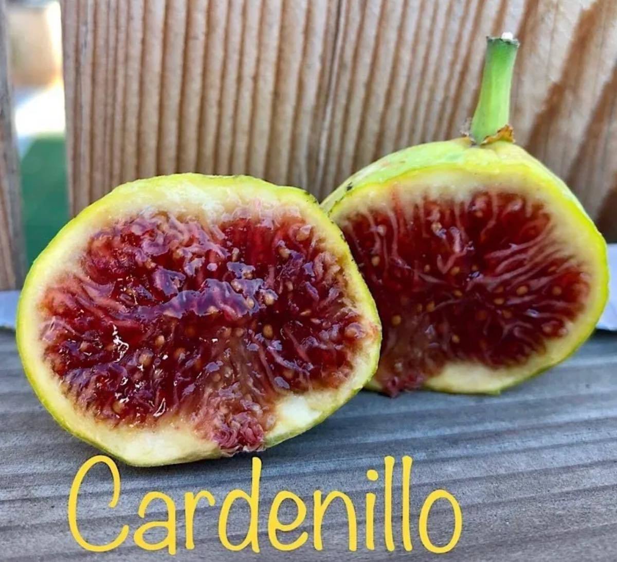 hato3dx様専用 いちじく穂木 いちじく 穂木 Cardenillo ③