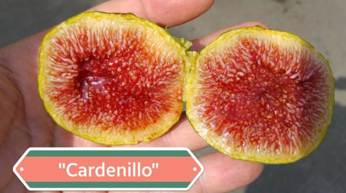 23-3 Cardenillo （カルデニーロ） イチジク 苗木 超希少有望品種！ 23