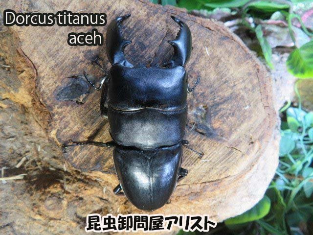 赤字超特価，限定SALE スマトラヒラタクワガタ ♂90ミリ♀45ミリ アチェ産 内歯下がり クワガタ通販アリスト WD 成虫(外国産)｜売買されたオークション情報、yahooの商品情報をアーカイブ公開 - オークファン 外国産