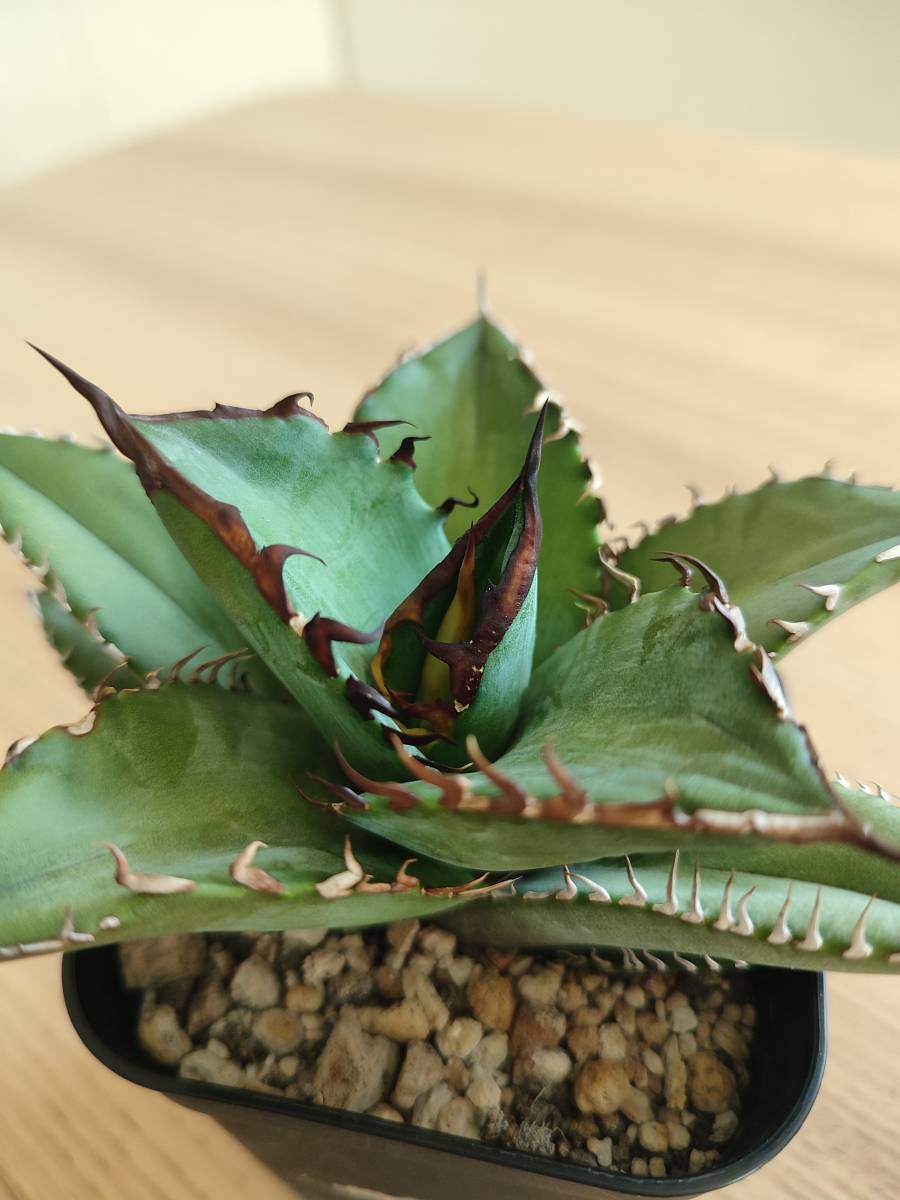 チタノタ アガベ ナンバーワン 農大 Agave | 農大ナンバーワン 希少
