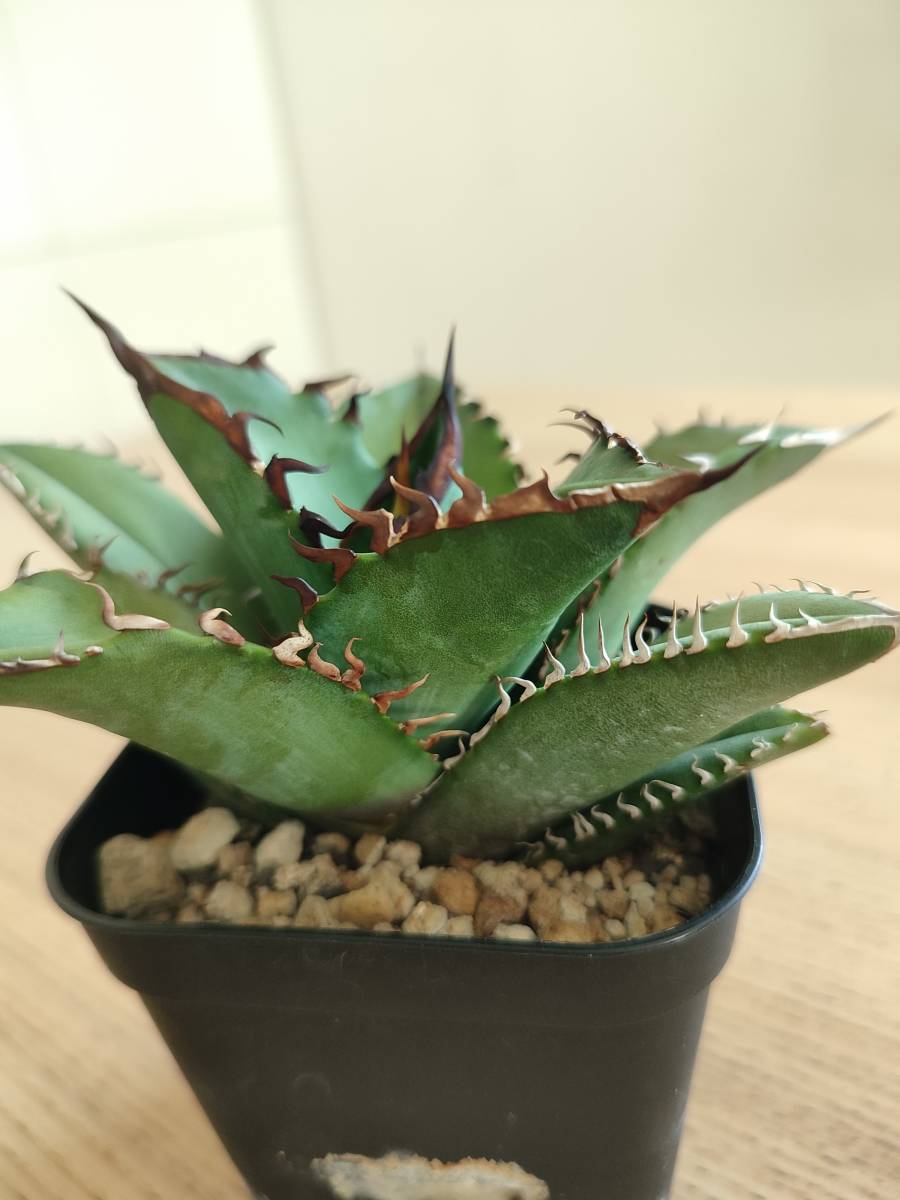 チタノタ アガベ ナンバーワン 農大 Agave | 農大ナンバーワン 希少
