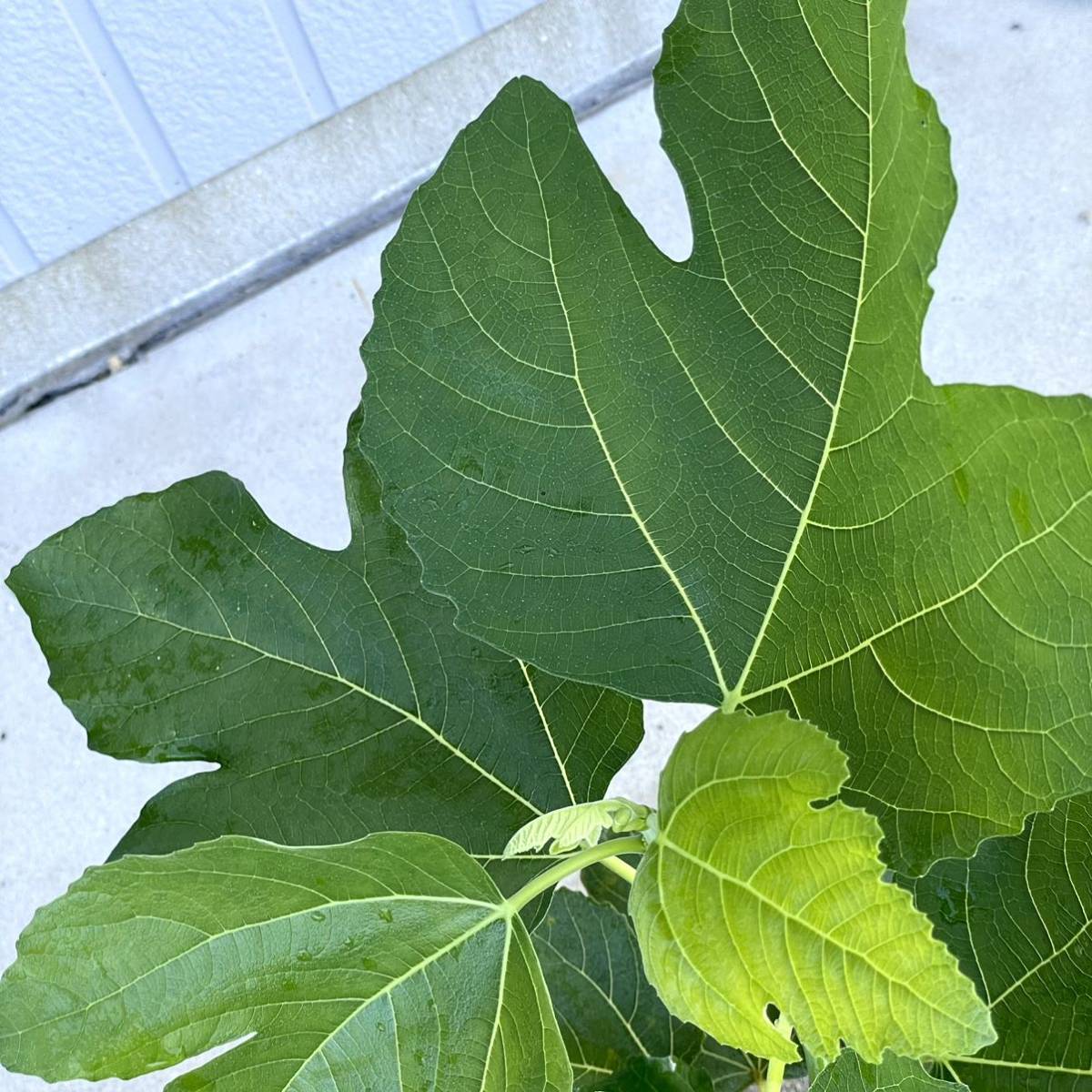 Black Madeira ☆ ブラックマディラKK ☆ Black Madeira KK いちじく