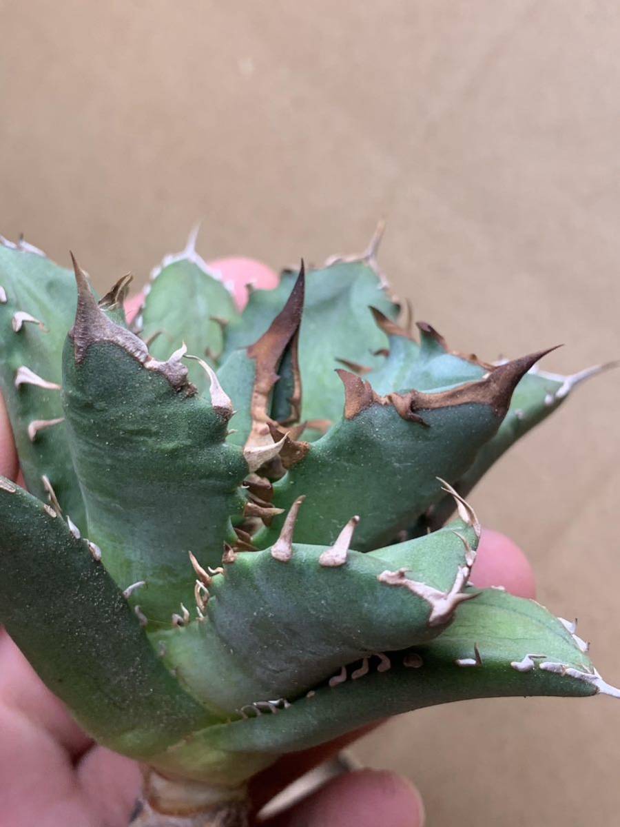 アガベ チタノタ 姫厳龍 姫巌竜短葉黒棘狂刺AMA63/検 緑犀牛 清櫻 フィリグリー スーパーシーザー 皇冠 SAD J23