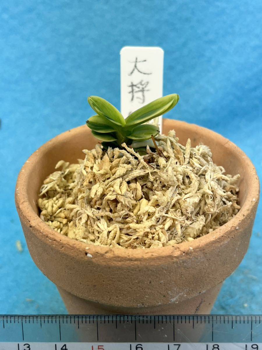 富貴蘭 大将軍 上柄 : ) 0 - 富貴蘭チャンネル | 富貴蘭・大将軍 富貴