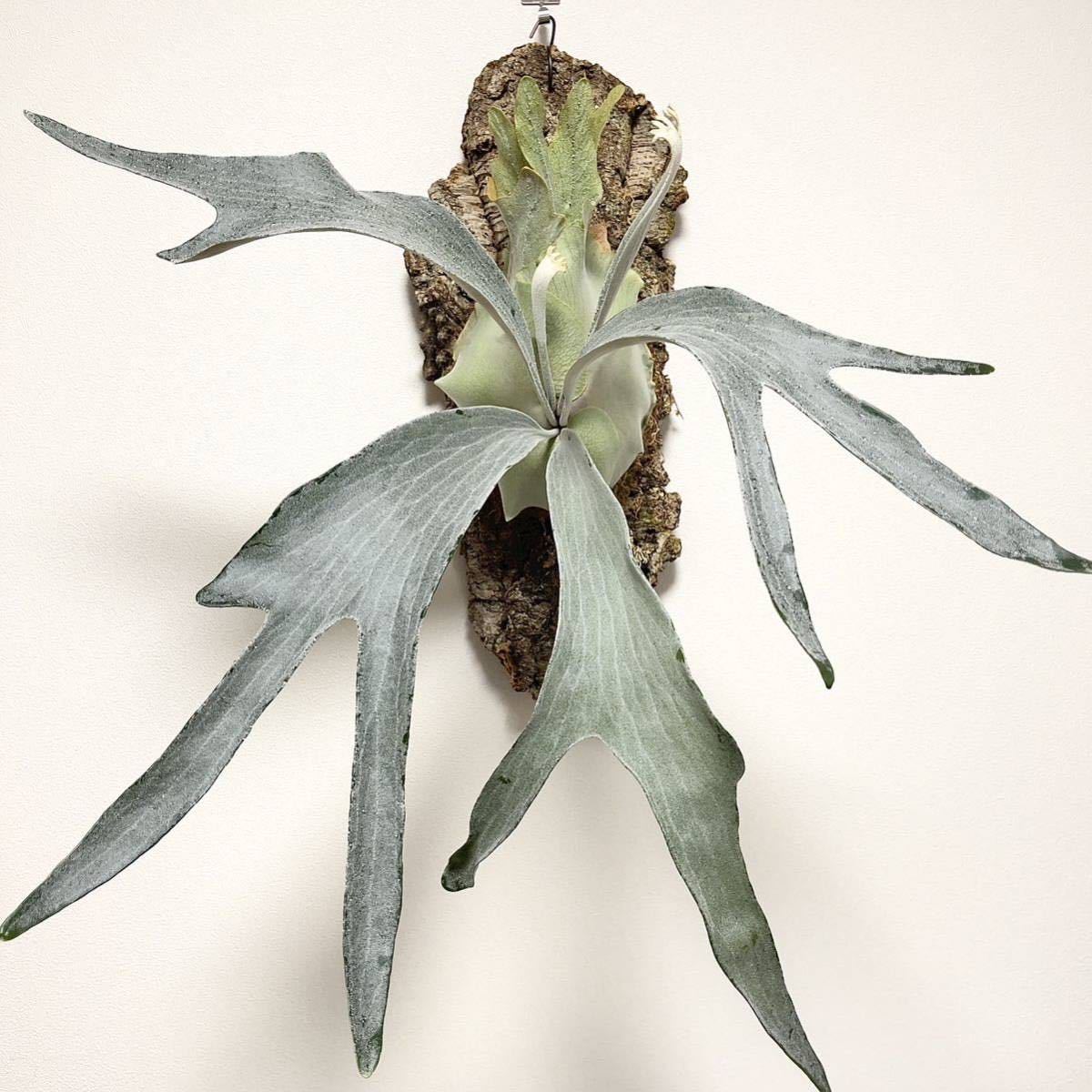 現品) ビカクシダ オモ ホワイトラバー P.OMO (OC) ビカクシダ オモ