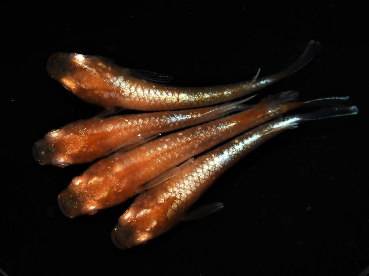 【メダカ　めだか】エンペラーアルビノ　2ペア　-3【現物出品】