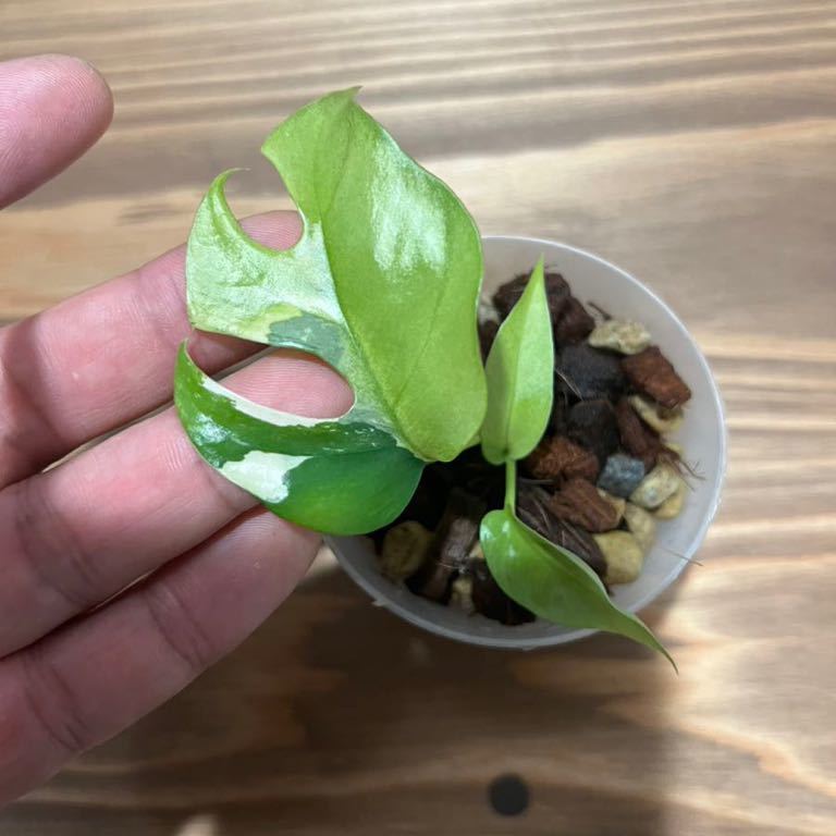「paragon パラゴン64」ラフィドフォラ テトラスペルマ斑入/ヒメモンステラ斑入り/Rhaphidophora tetrasperma variegata