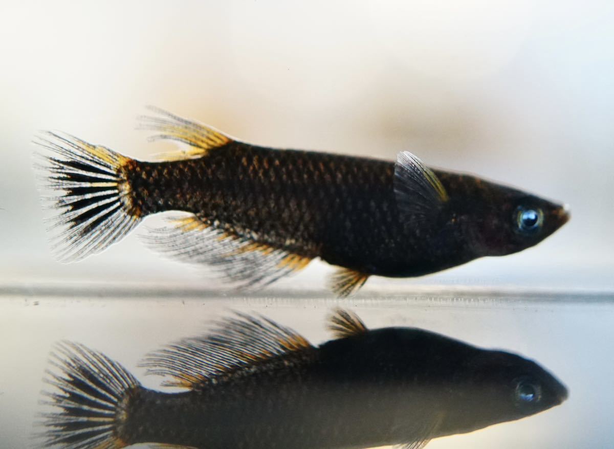 メダカグラム】上物 五式typeR 1ペア ※発送日限定・説明欄を