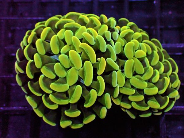 品質保証，得価 AJISAI 綺麗 ナガレハナサンゴ Yellow Green Hammer / 新入荷祭り サンゴ コーラル(海水魚)｜売買されたオークション情報、yahooの商品情報をアーカイブ公開 - オークファン 海水魚
