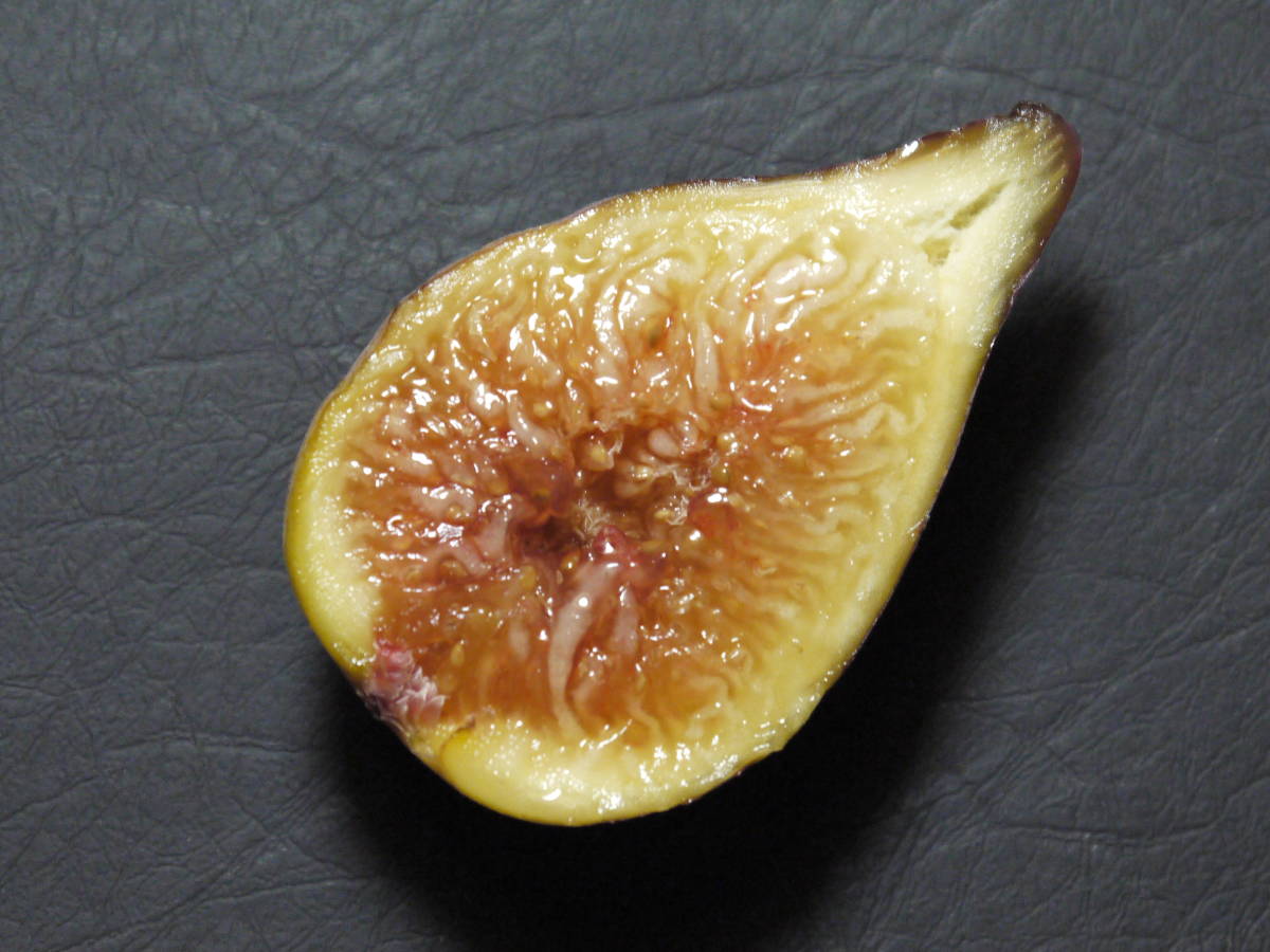 O-34★O'rourke★　イチジク（無花果）