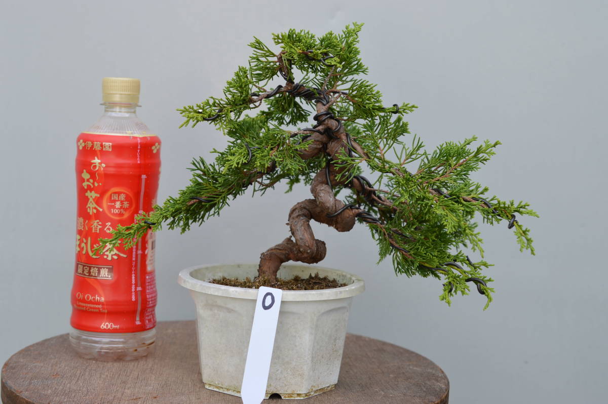 小品盆栽素材、糸魚川真柏（姫性）0