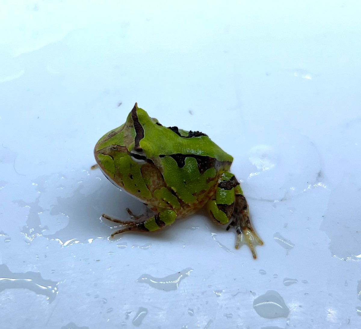 即決 アマゾンツノガエル 1匹 約2cm ー追加や同梱ok!質問にて