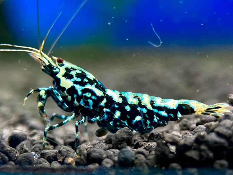 Gather Shrimp ゼウスジェネレーション血統 雄2雌3 内抱卵個体2匹 