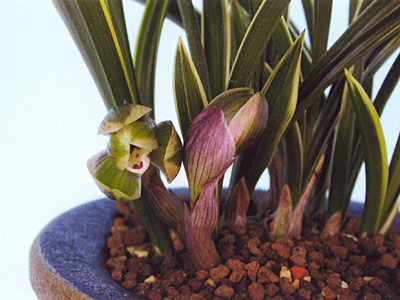 ★☆蘭万園☆★中国春蘭 白覆輪「光宮」 種木 2本立//春蘭、寒蘭、長生蘭、万年青、中国蘭、古典園芸、東洋蘭//