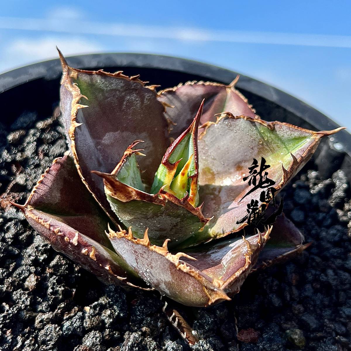 緋紅牡丹 - チタノタ 園芸ネット本店｜アガベ：チタノタ 3号鉢植え* の 