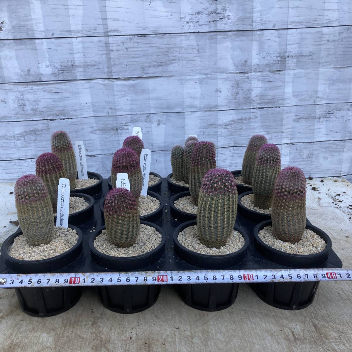 ☆サボテン エキノセレウス 紫太陽 3.5号（10.5cm）12鉢セット