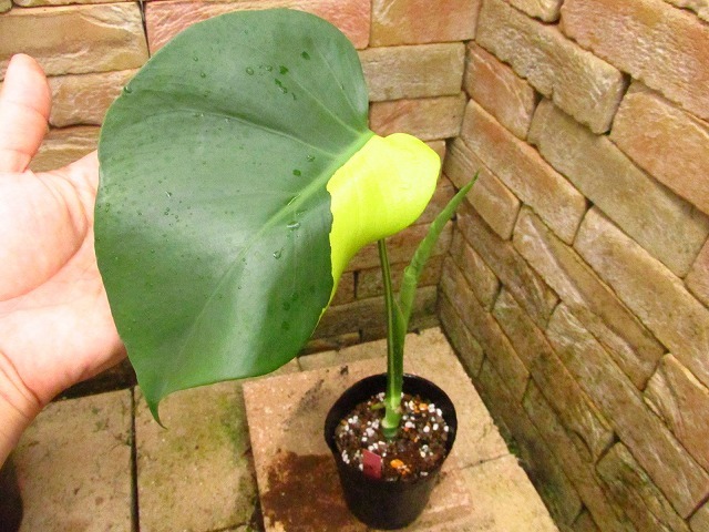 モンステラ モンステラ デリシオーサ 黄斑(Monstera deliciosa var