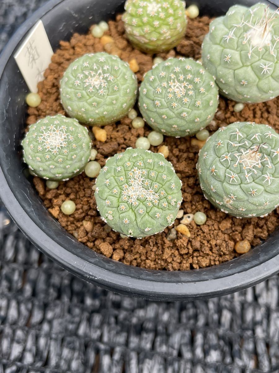 ストロンボ サボテン 多肉植物 実生綴化 菊水♯7
