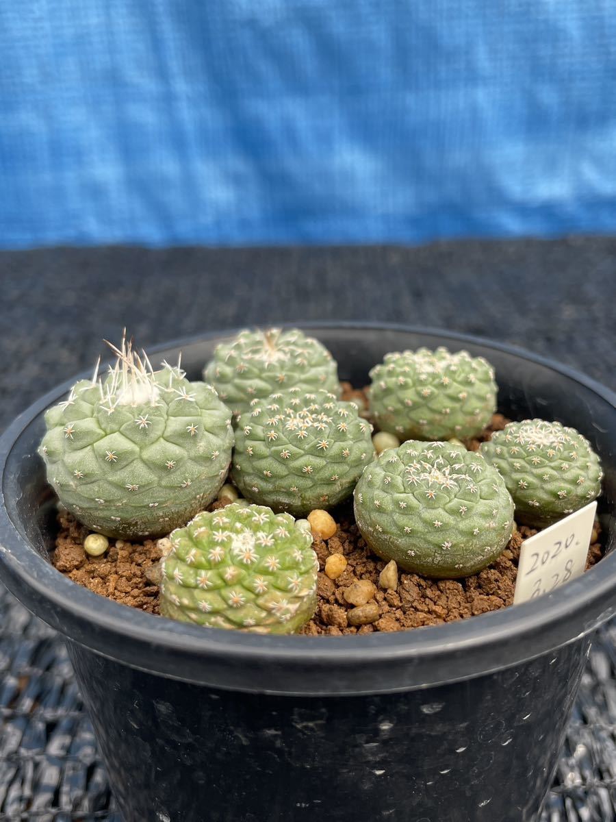 ストロンボ サボテン 多肉植物 実生綴化 菊水♯7