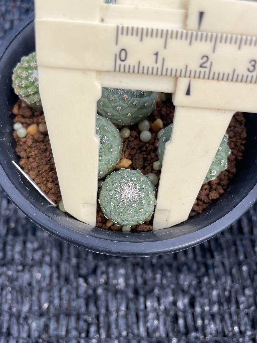 ストロンボ サボテン 多肉植物 実生綴化 菊水♯7