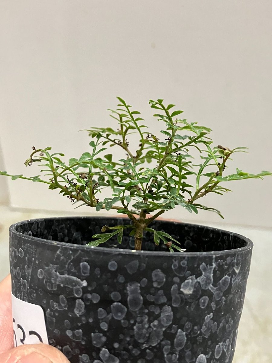 パキプス 「実生株」オペルクリカリア 2年株種から発芽 -趣味の園芸
