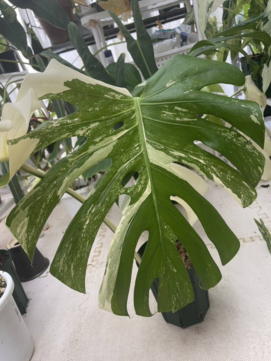 モンステラデリシオーサホワイトティアーズ Monstera deliciosa “White