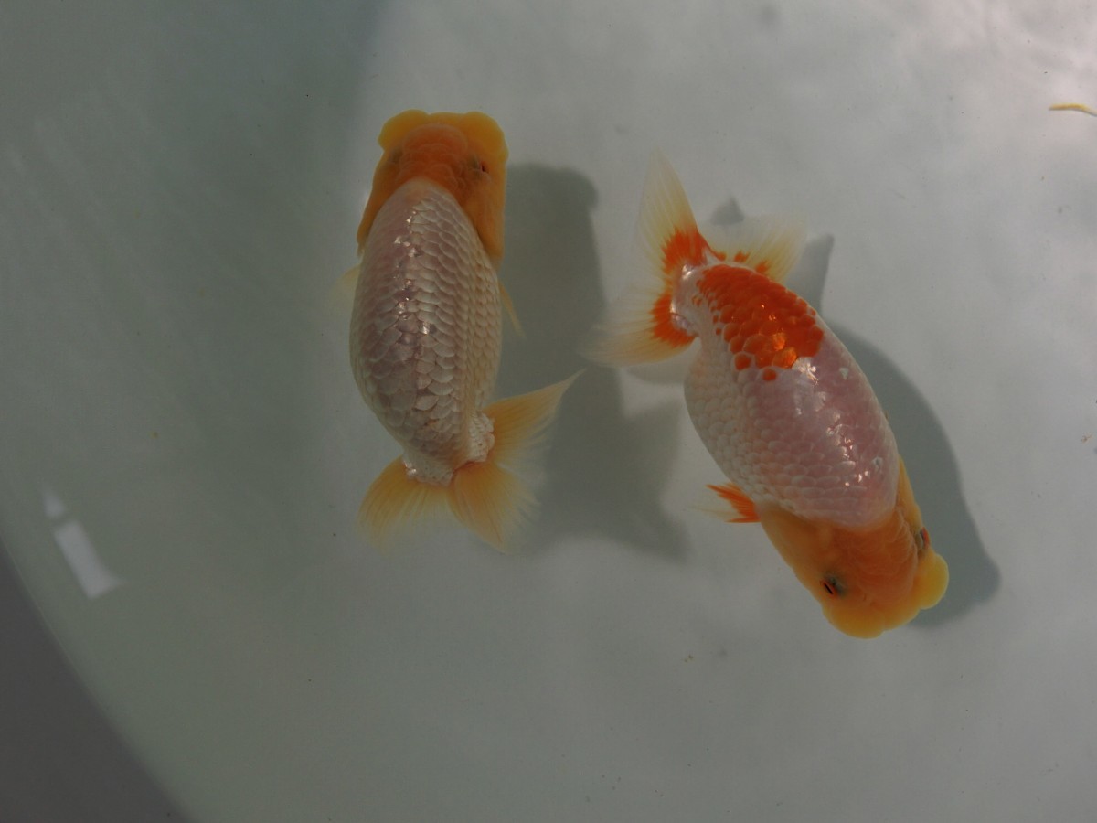 【優良系統】当歳会用らんちゅう12センチ前後２匹(動画あり)