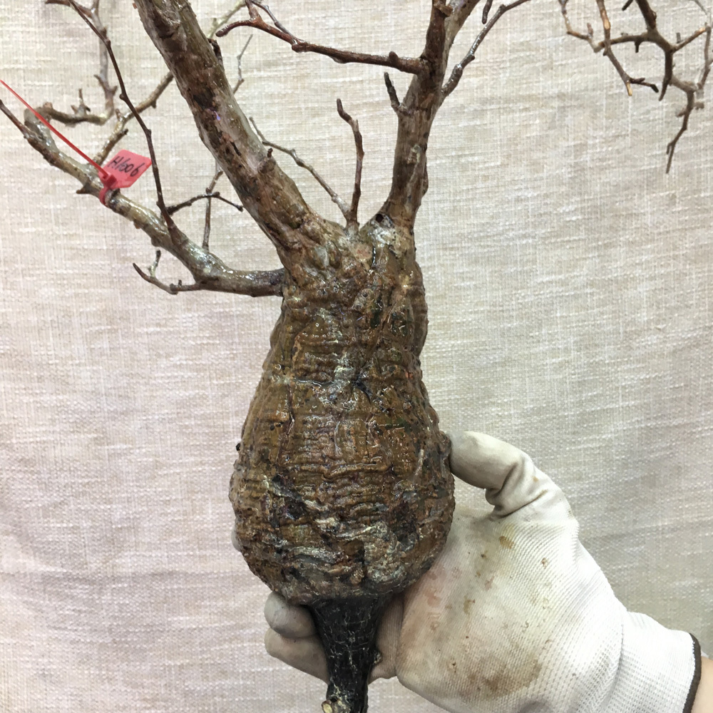 H1006 パキプス ベアルート　山採り新鮮オペルクリカリア パキプス Operculicarya Pachypus 塊根植物 観葉植物 