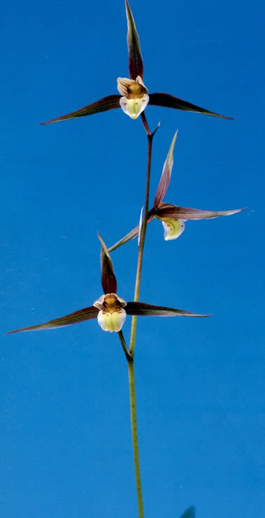 O-６８：日向寒蘭・登録品：月の誉（花芽付き