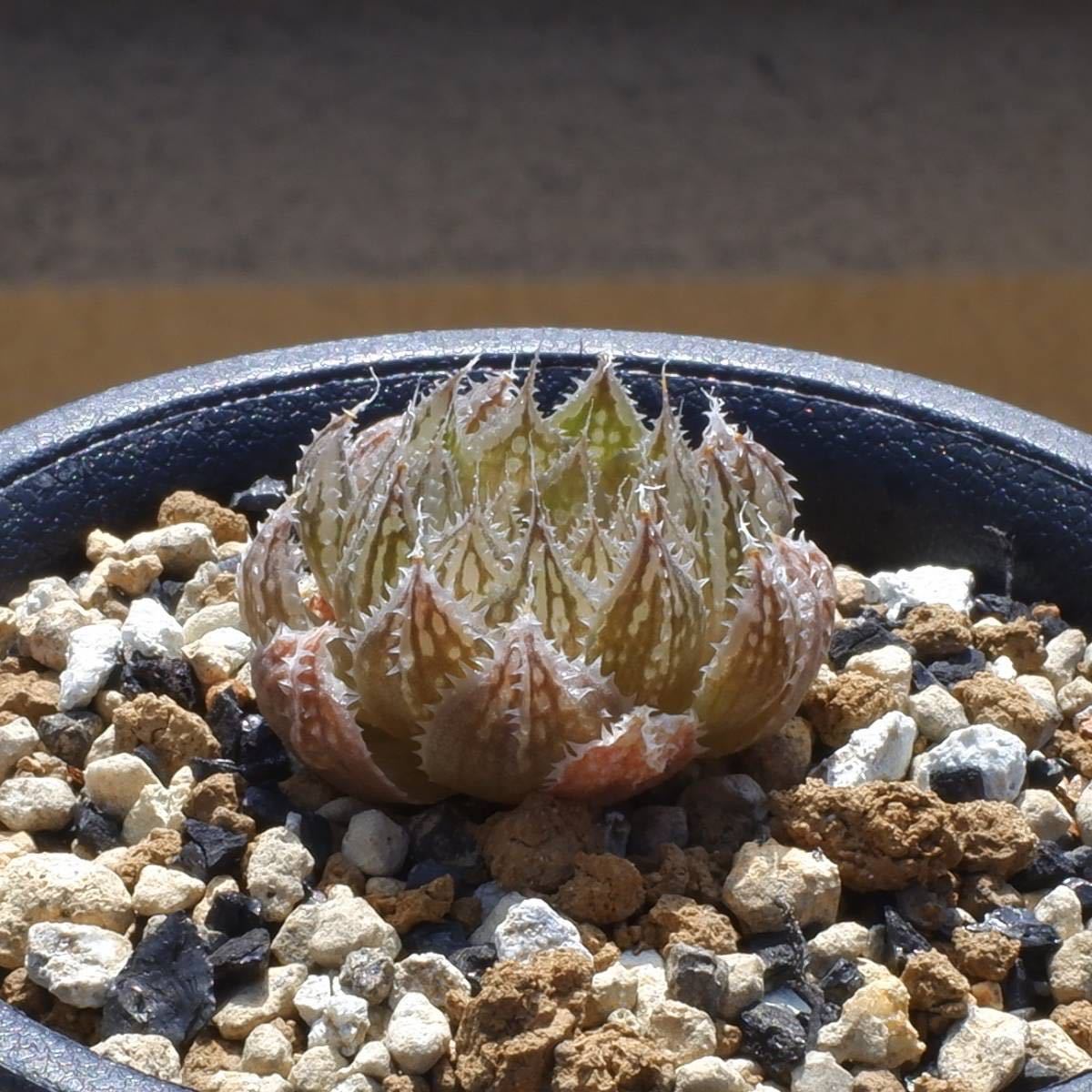 原種】 ハオルチア グロボシフローラ H. globosiflora， JDV93-062