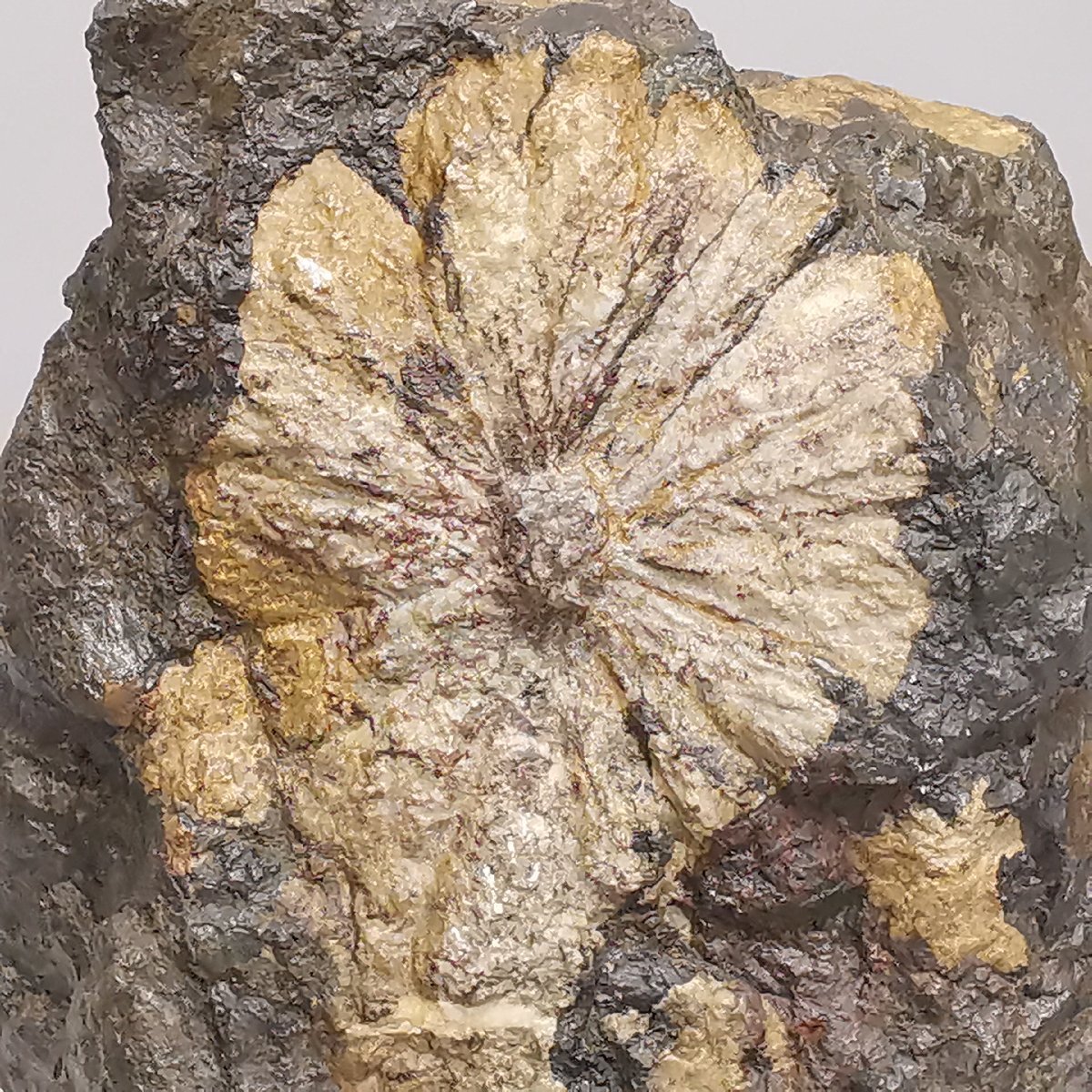 菊花石 菊石 水石 色彩石 台座付 高約25cm 総重量約8.7