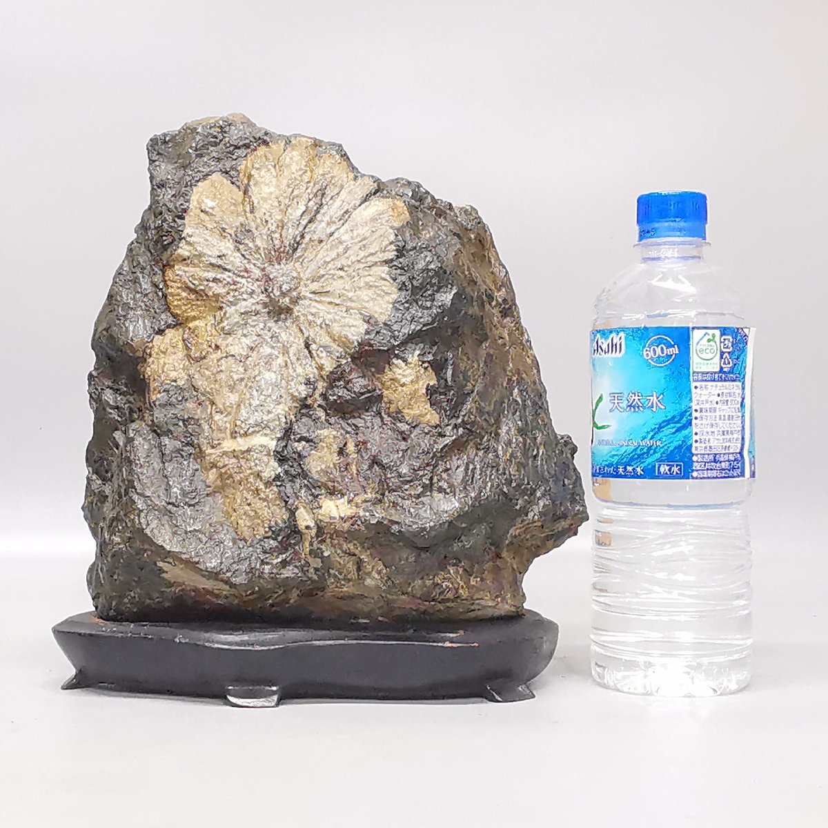菊花石 菊石 水石 色彩石 台座付 高約25cm 総重量約8.7