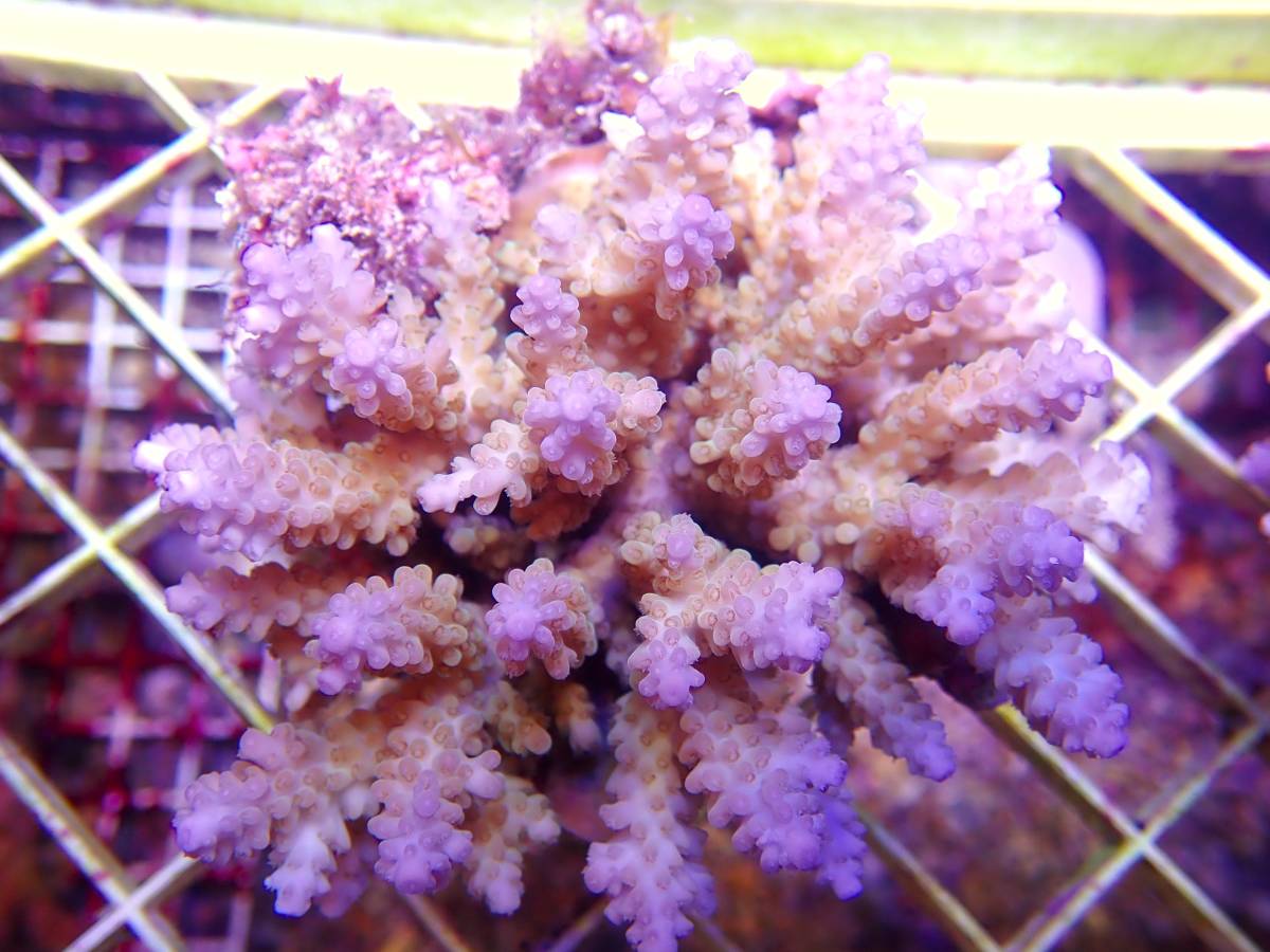 The First Marines　1円スタート　トンガ産　ミドリイシ　オーEー２_1