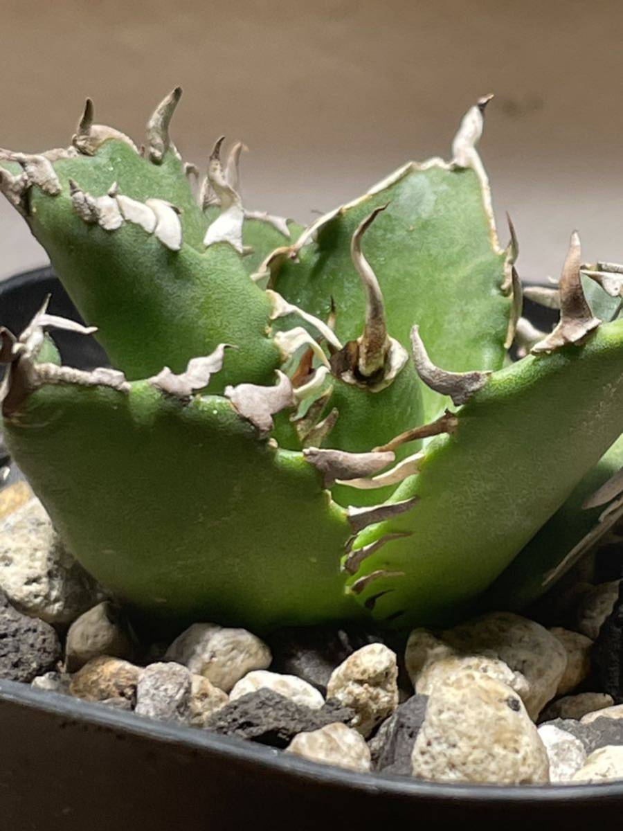 アガベ チタノタ ノーネーム 将来有望Agave チタノタ agave titanota