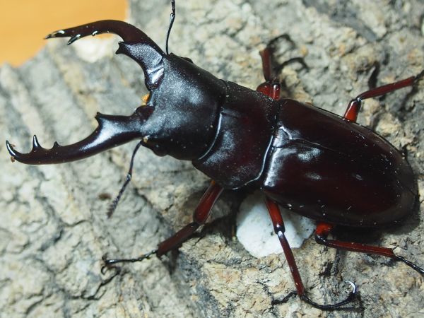 ボーリンフタマタ原名亜種・RB♂♀即ブリペア！！②