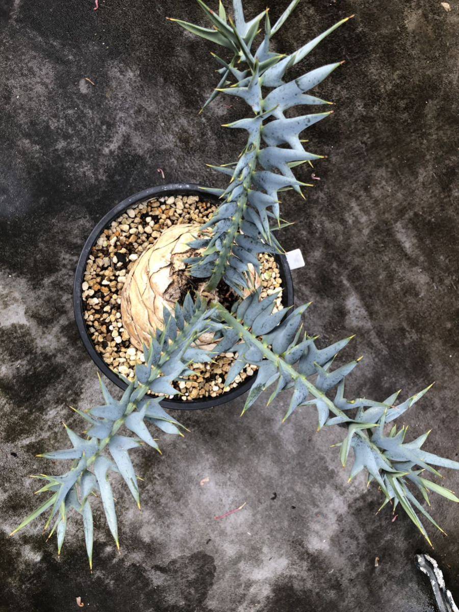 1お盆限定セール エンセファラルトス ホリダス 特大 丸株 コレクション