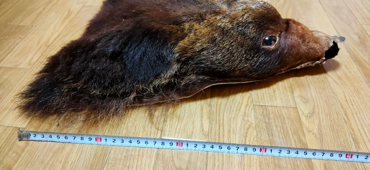 珍品 ヒグマの頭② ヒグマ/熊 くま クマ DIY ハンドクラフト レザー 
