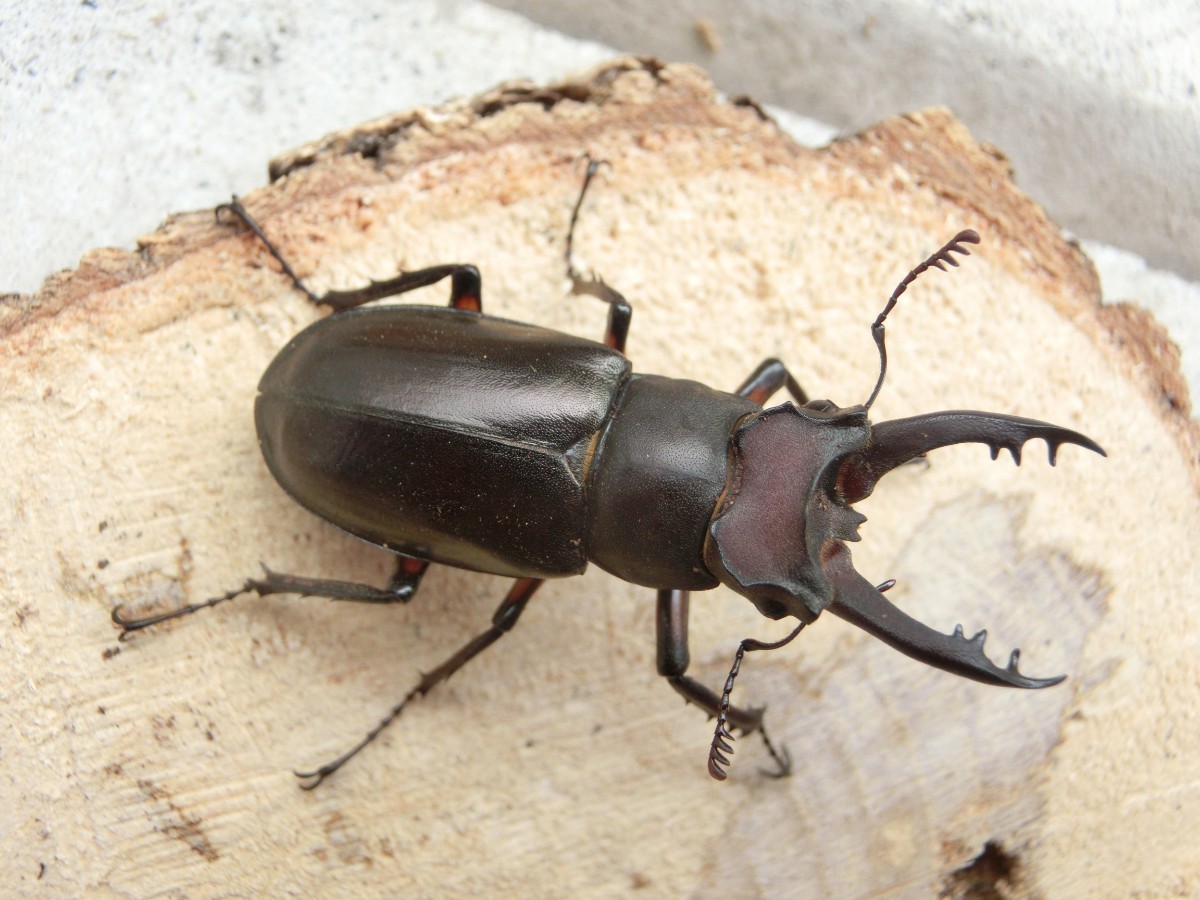 アマミ ミヤマ 2♂1♀ アマミミヤマ40ミリ♂（奄美大島）