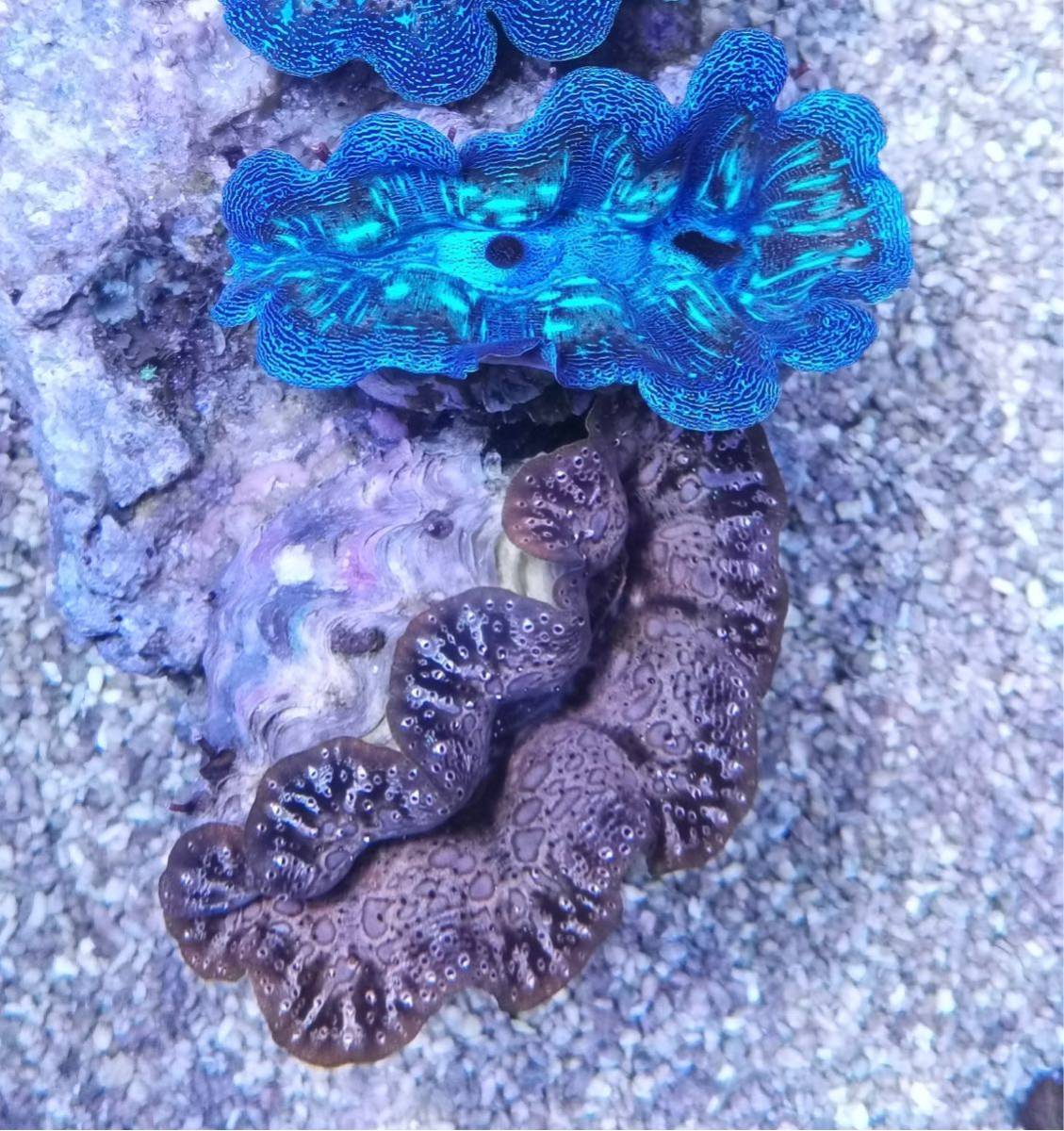 メタリックブルー&ブラウンシャコガイ2個セット