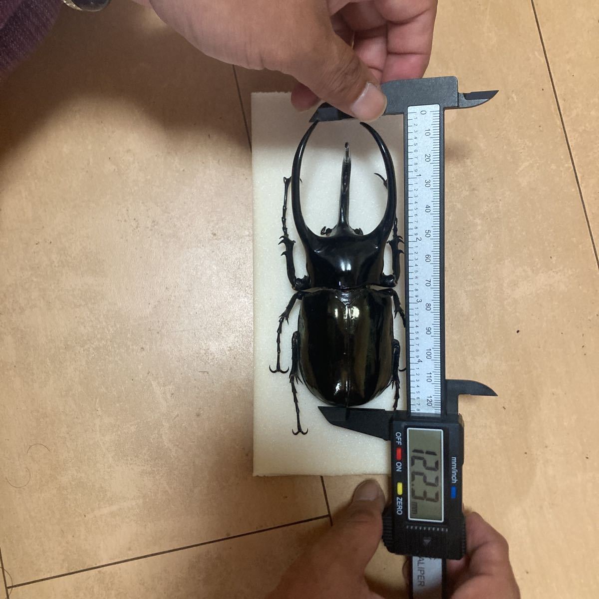 スマトラコーカサス標本 スマトラコーカサスオオカブト 標本