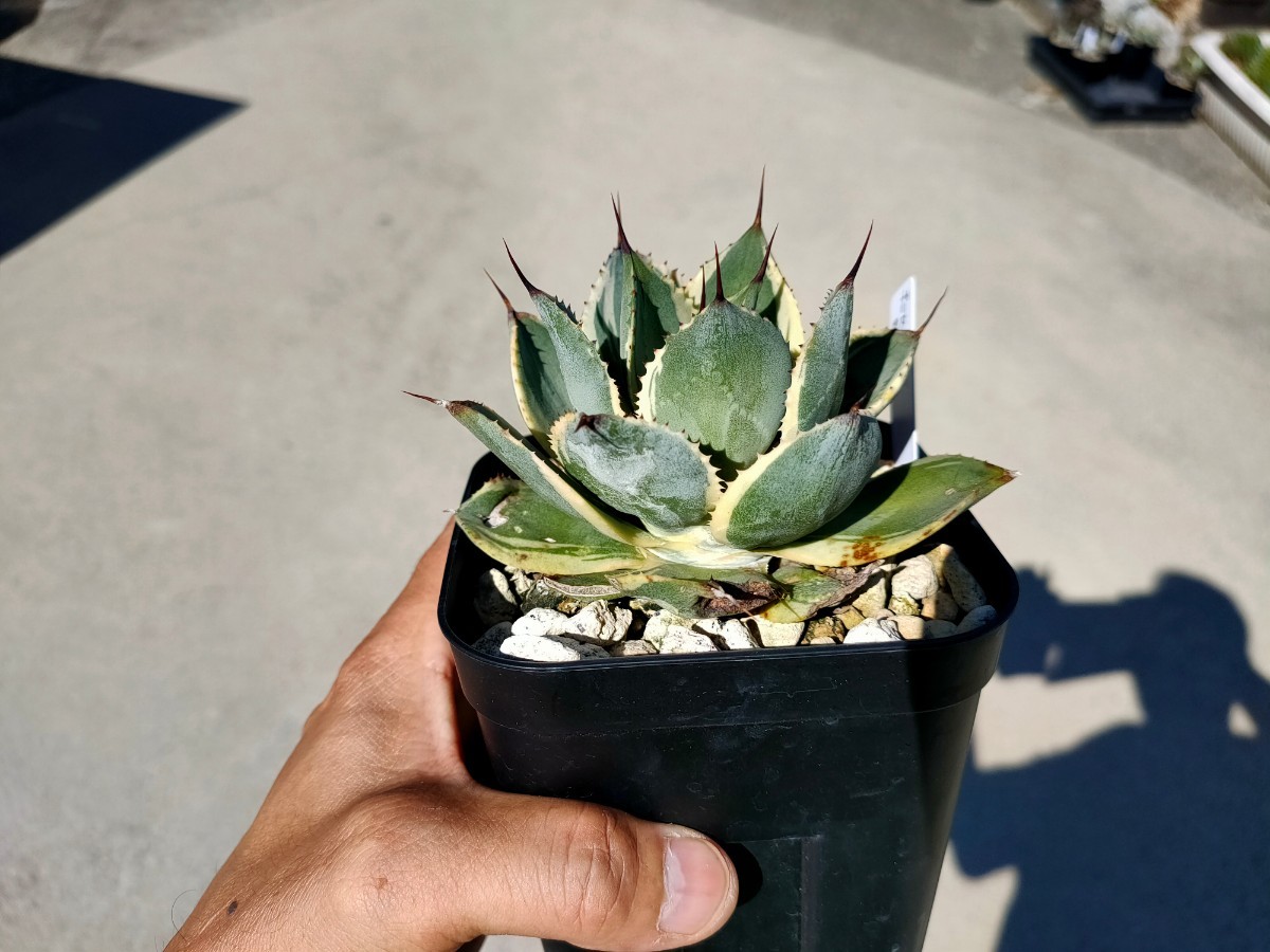 アガベ ポタトラム ポテトラム ポタトルム セット3株 鳳凰 アイス