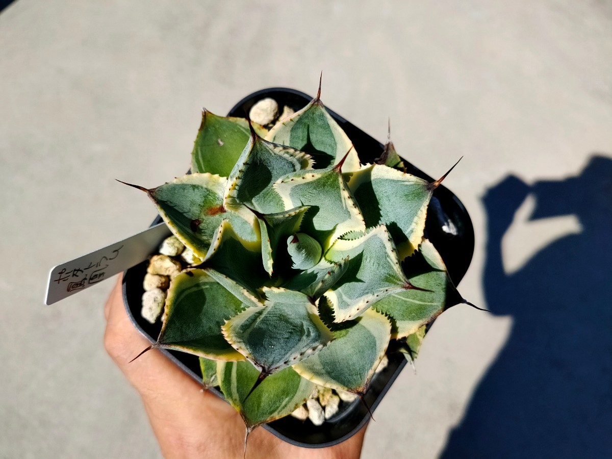 アガベ ポタトラム ポテトラム ポタトルム セット3株 鳳凰 アイス