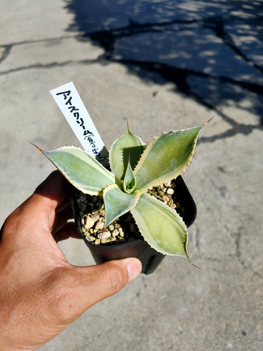 アガベ ポタトラム ポテトラム ポタトルム セット3株 鳳凰 アイス