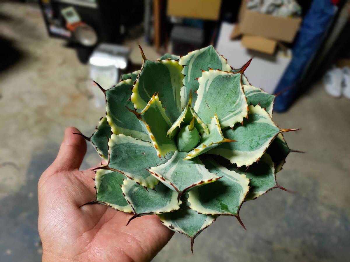 アガベ ポタトラム ポテトラム ポタトルム セット3株 鳳凰 アイス